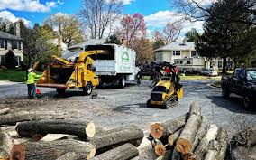 Best Tree Disease Treatment  in Wurtsboro, NY