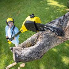 Best Lawn Disease Treatment  in Wurtsboro, NY